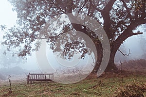A wooden bench on a hillside underneath a tree on a moody, atmospheric foggy autumns day