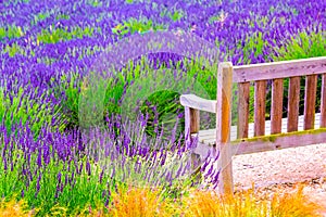 A wooden bench and Lavender fields in England, UK