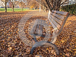 Wooden Bench and Long Straight Pedestrian Walkway with many Yellow Leaves on the Ground in the Autumn Season