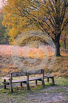 Wooden bench in national park during autumn with massive old oak tree in fall colors