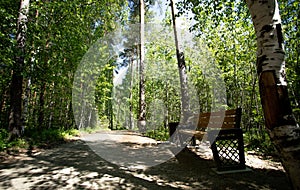 Wooden bench near pathway in shadow of trees summer forest park in sunny day.