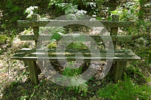 Wooden Bench Overgrown With Green Lichen And Green Ferns