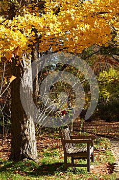 Wooden Bench in the park