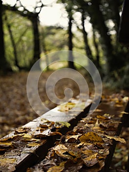 Wooden bench in a park with fallen yellow and brown leaf. Autumn or fall time season nature scene background. Nobody. Calm and