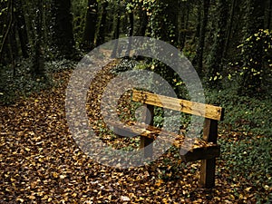 Wooden bench in a park with fallen yellow and brown leaf. Autumn or fall time season nature scene background. Nobody. Calm and