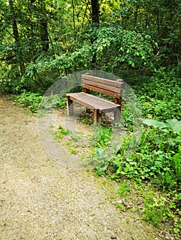 Wooden bench in the park. Summer season. Nature background