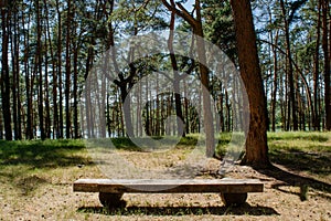 Wooden bench in the pine`s forest during sunny day