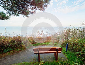 Wooden bench in quiet place under pine trees with amazing view to moody sea