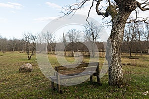 Wooden bench by a tree trunk