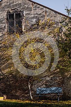 wooden bench under the autumn tree background of old walls