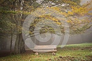 Wooden bench under autumn tree