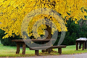 Wooden bench under small leaved lime tree in autumn colors.