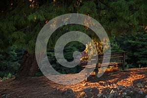 A wooden bench under a large pine tree