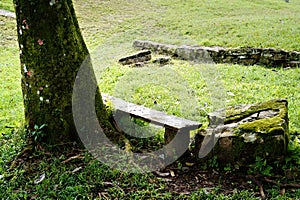 Wooden bench under the shade of a tree in the middle of a garden ideal for rest and tranquility