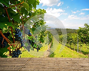 Wooden bench in vineyard - Red wine grapes in autumn before harvest