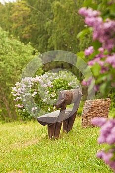 Wooden bench in a wildflower green garden with trees