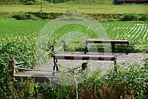 Wooden benches on the farmland.