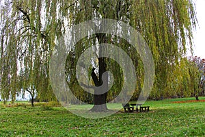 Wooden benches and table under weeping willow