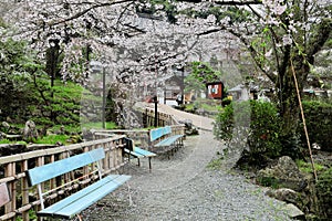 Wooden benches under pink sakura ( cherry flower ) blossoms in a park