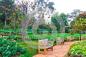 Wooden benchs in a beautiful park garden