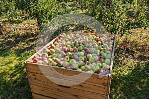 Wooden bin full of red-green apples