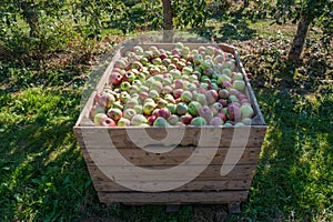 Wooden bin full of red-green apples