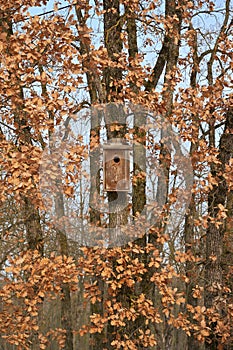 Wooden Bird Cage, Bird House In The Forest