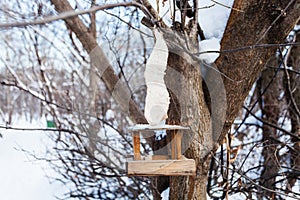 Wooden bird feeder on tree in urban park in winter