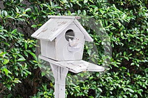 Wooden bird house with green