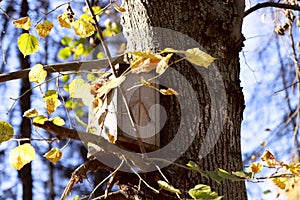 Wooden bird house on a tree. Autumn nature background.