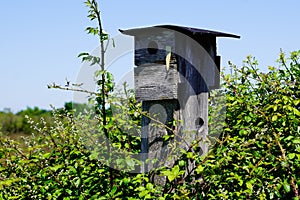 Wooden bird house in tree home garden park