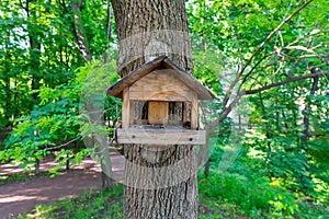 Wooden bird house on a tree in the park or forest. Amazing spring green colors.