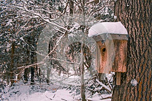 Wooden bird house on tree trunk. Winter in Harz Mountains National Park, Germany. Moody snow covered landscape in German forest