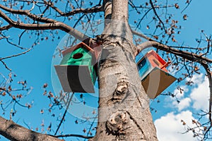 Wooden bird houses hanging on a tree in front of blue sky. Colorful birdhouses, nesting box for songbirds in park.