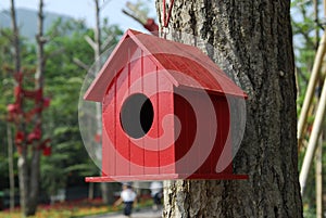 Wooden bird nest