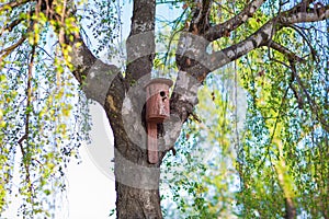 Wooden birdhouse for birds hanging on a birch. young fresh green leaves on branches