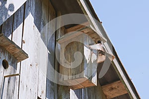Wooden birdhouse with its inhabitant starling