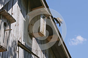 Wooden birdhouse with its inhabitant starling