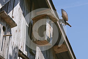 Wooden birdhouse with its inhabitant starling