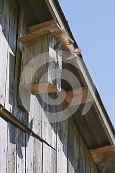 Wooden birdhouse with its inhabitant starling