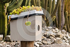 Wooden birdhouse with succulent plants