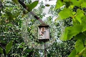 Wooden birdhouse suspended on the branch of a tall, leafy tree in an idyllic forest setting