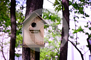 Wooden birdhouse in a tree in the park nature scene