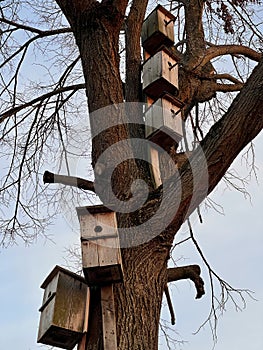 Wooden birdhouse on tree in springtime season