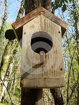 Wooden birdhouse on tree in sunny forest