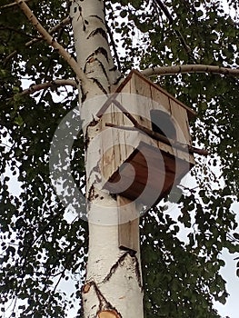 Wooden birdhouse on a white birch trunk