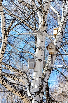 Wooden birdhouses on a birch in early sunny spring