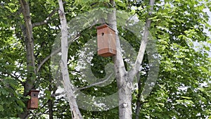 Wooden birdhouses on a green trees in the park