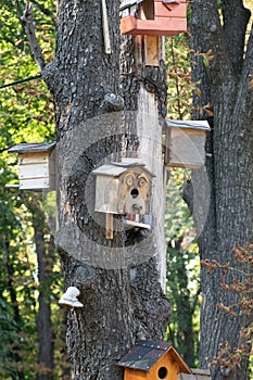 Wooden birdhouses on the tree, close up