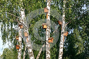 wooden birdhouses on trees in the forest and park. Shelter for bird breeding